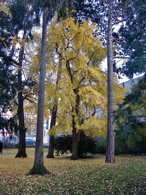 Ville de Nancy -  Jardin Godron