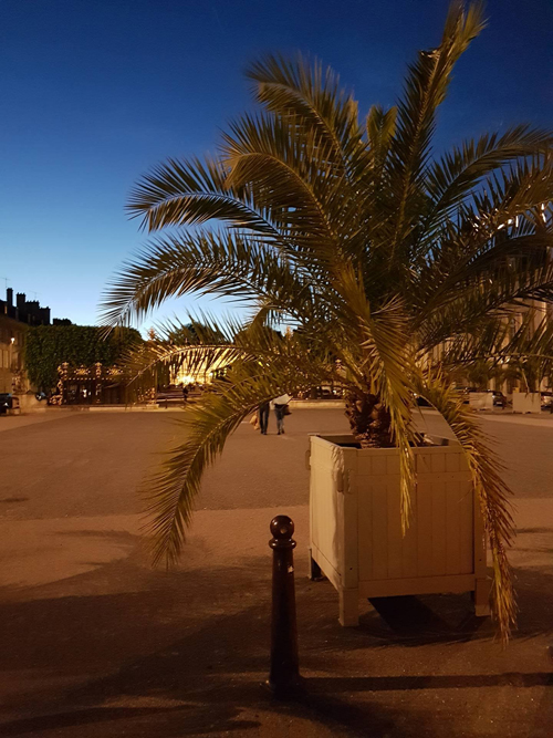 Ville de Nancy - La porte Héré face au palmier