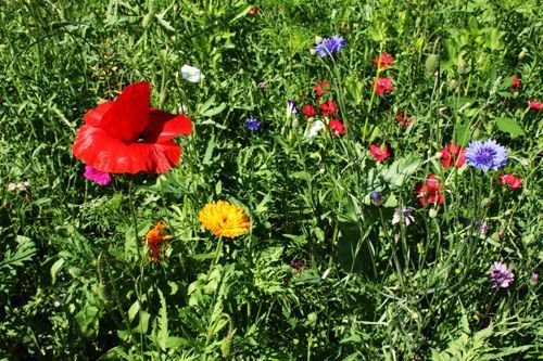 Ville de Nancy - Parterre de fleurs de la Pépini&eagrave;re