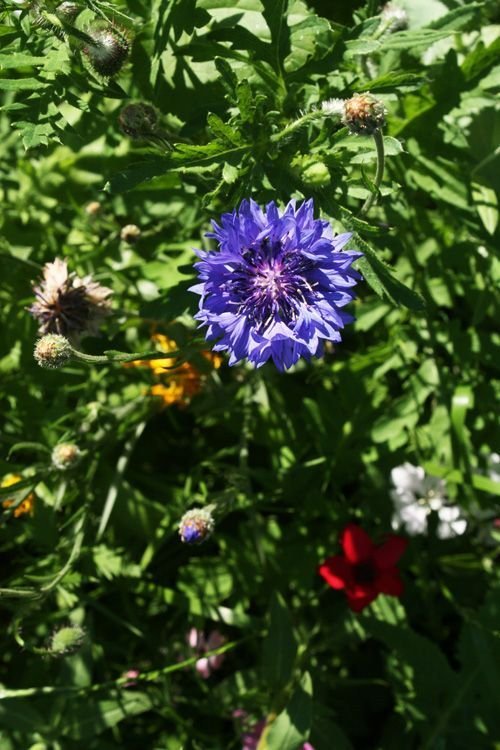 Ville de Nancy - Parterre de fleurs de la Pépini&eagrave;re