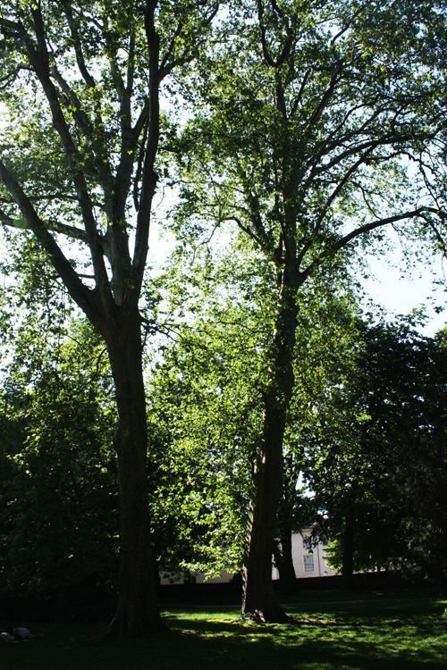 Ville de Nancy - Arbre remarquable de France - Jardin du palais de Gouverneur