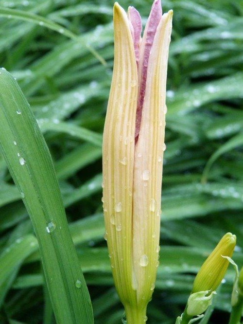 Ville de Nancy - Jardin Godron apr&eagrave;s la pluie 