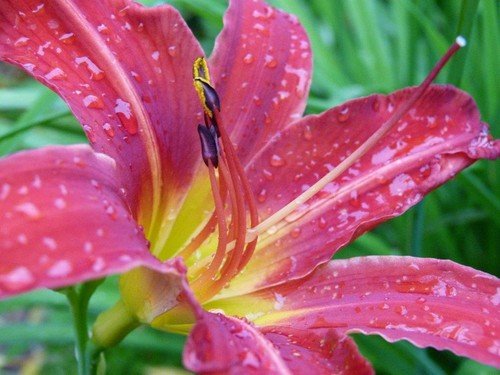 Ville de Nancy - Jardin Godron apr&eagrave;s la pluie 